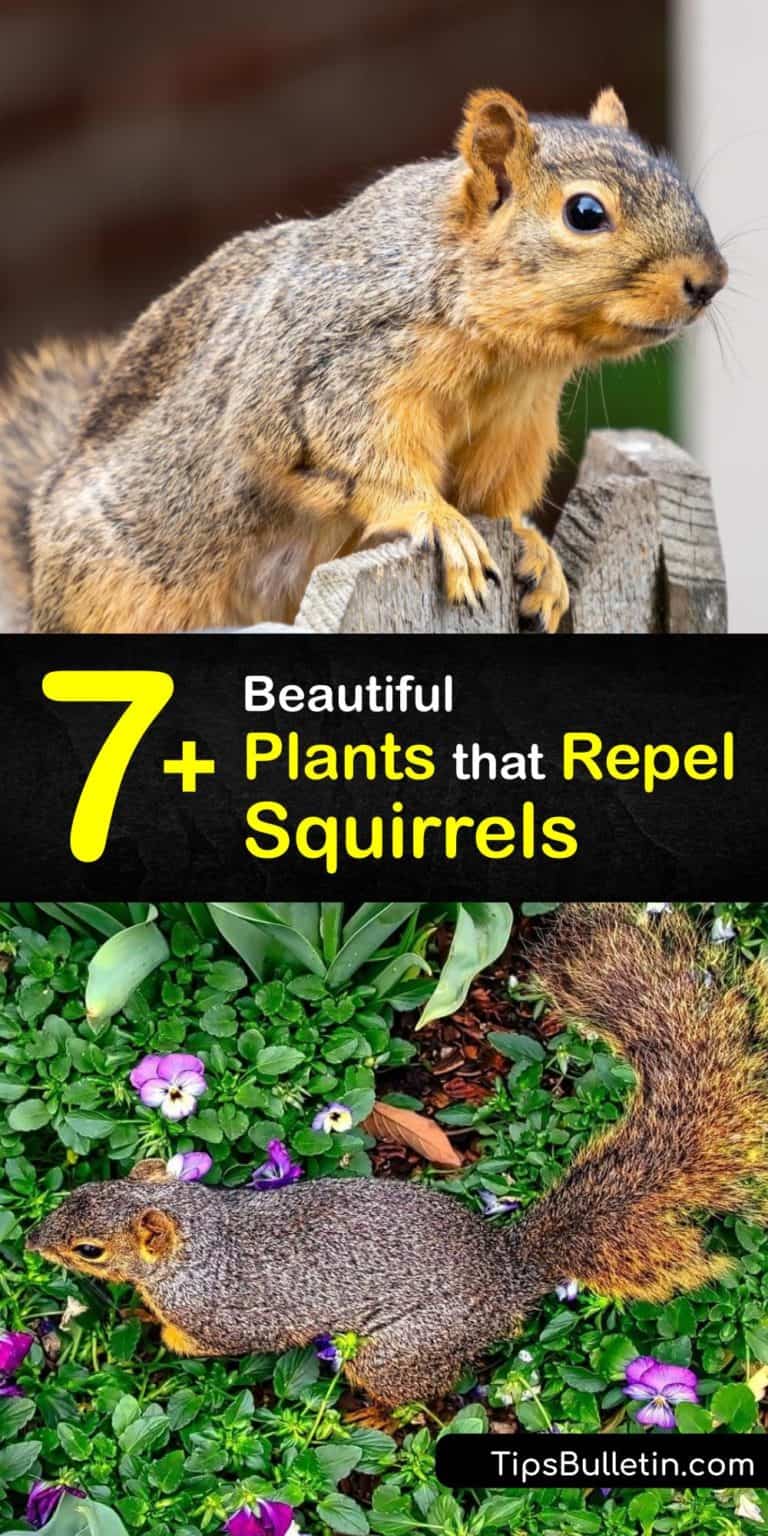 7+ Beautiful Plants that Repel Squirrels