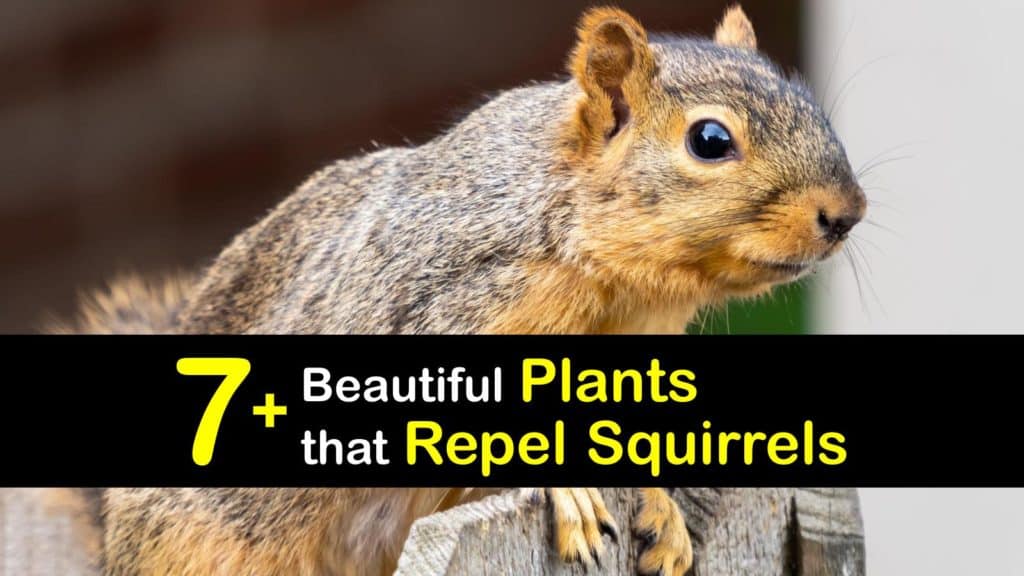 Plants that Repel Squirrels titleimg1