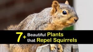 Plants that Repel Squirrels titleimg1