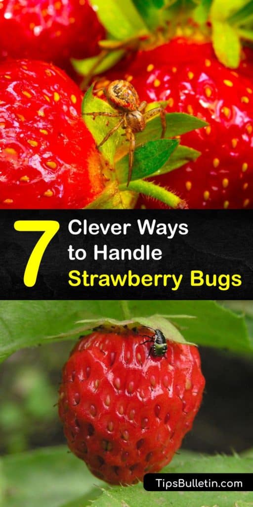 Learn how to get bugs off your strawberries. Pests are common in the garden, especially if you don’t use pesticides. According to entomologist, Sriyanka Lahiri, there are even tiny bugs on some of your strawberries from the grocery store. #howto #getridof #strawberry #bugs