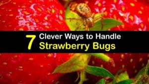 Strawberry Bugs titleimg1