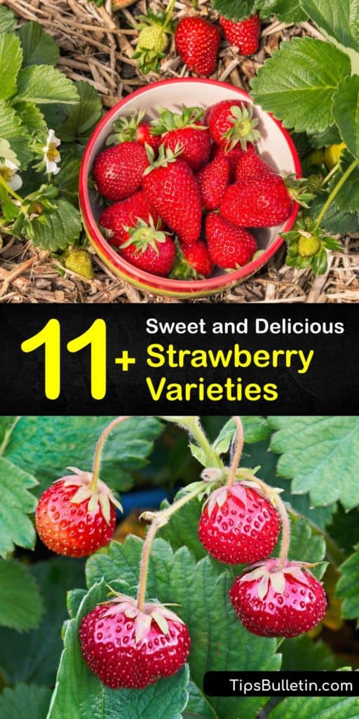 Learn the difference between strawberry varieties like Allstar, Albion, Chandler, Earliglow, and Everbearing. Study these bright red strawberry plants and find out which ones work for the region you’re living in. #strawberry #varieties #types