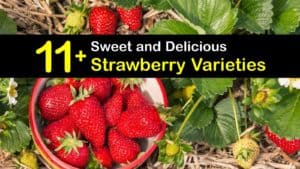 Strawberry Varieties titleimg1