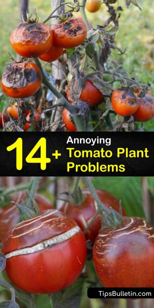 Gain useful knowledge about saving infected plants by identifying bacterial and fungal issues like blossom end rot or pests like aphids. Keep an eye out for black spots and brown spots on lower leaves and tomatoes and fix the problems with better air circulation and mulch. #tomato #plant #problems