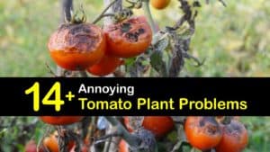 Tomato Plant Problems titleimg1