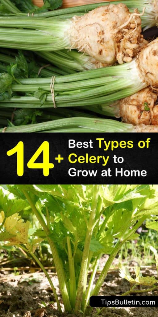 Learn about different varieties of celery and which celery plants are best in your area. Akin to the herb smallage, Apium graveolens var secalinum is self-blanching celery. Celery root, turnip-root celery, or Apium graveolens var rapaceum, is a delicious root veggie. #celery #varieties #gardening