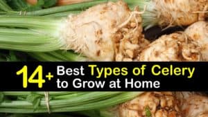 Types of Celery titleimg1