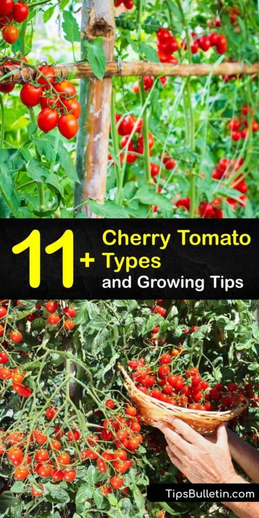 Learn about the many different types of cherry tomato plants and how to grow them in your garden or container. There are a variety of cherry and grape tomatoes, such as Sungold, Black Cherry, and Isis Candy, that are easy to grow and perfect for snacking. #types #cherry #tomatoes