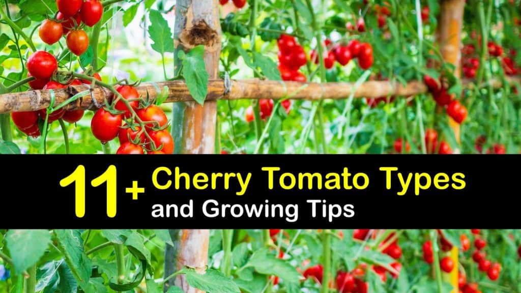 Types of Cherry Tomatoes titleimg1