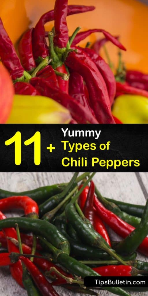 Find out how to use peppers like Caribbean red, ancho, poblano, chipotle, and bell peppers in Mexican and Asian dishes. Most hot chili peppers originated in Mexico because of the ideal environmental conditions. #chili #pepper #varieties #types