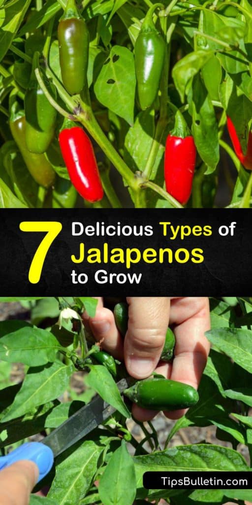 Discover the best varieties of jalapenos for making nachos, salsa, and more. A milder chili pepper than chipotle or habanero peppers on the Scoville scale for capsaicin level, jalapeno pepper plants are one of the most popular for home gardeners. #jalapeno #varieties #pepper