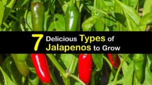 Types of Jalapenos titleimg1