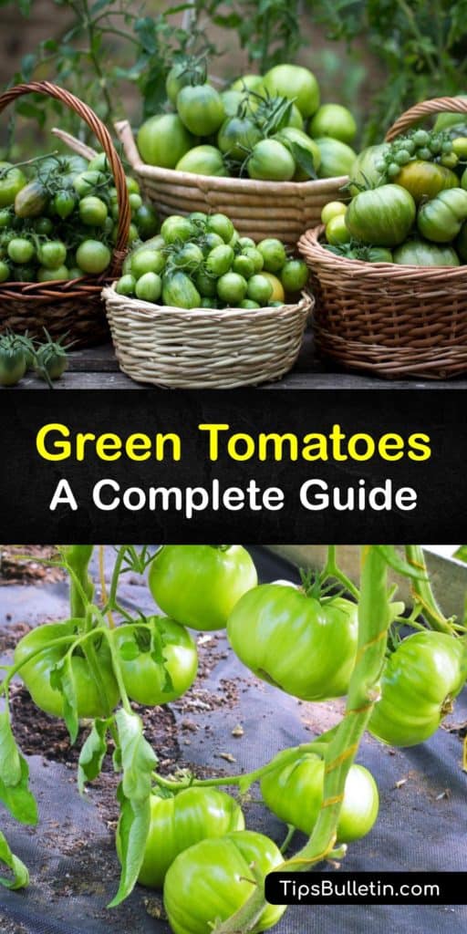 Learn the differences between green tomato types. Some are unripe red tomatoes while others, such as the Green Zebra, are ripe tomatoes with a green color. They are perfect for making pickles or chutney or coating in cornmeal to make fried green tomatoes. #green #tomatoes