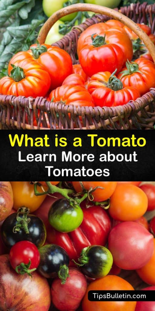 After a tariff was implemented on tomatoes, the Supreme Court determined it is a veggie. Tubers and tomatoes are members of the nightshade family. Rich in potassium and vitamins, tomatoes are used for ketchup and tomato sauce. #what #tomatoes #nightshade