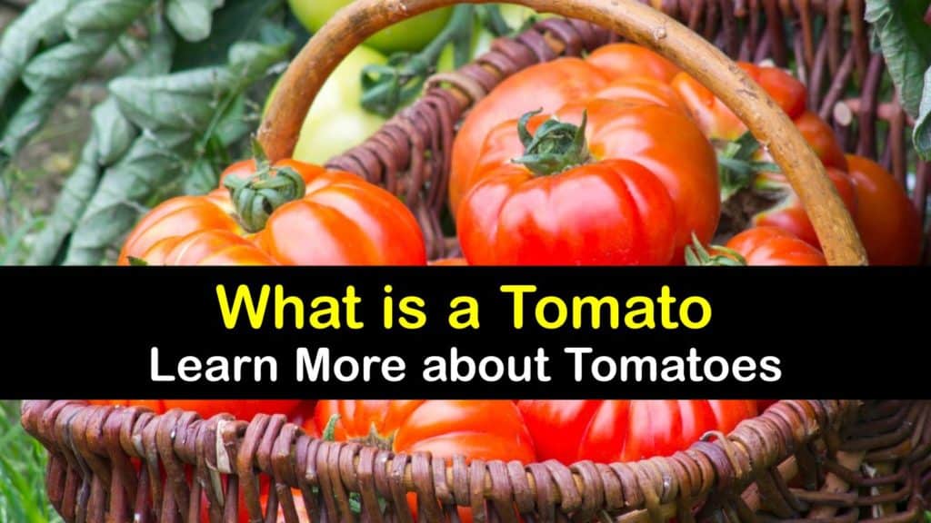 What are Tomatoes titleimg1