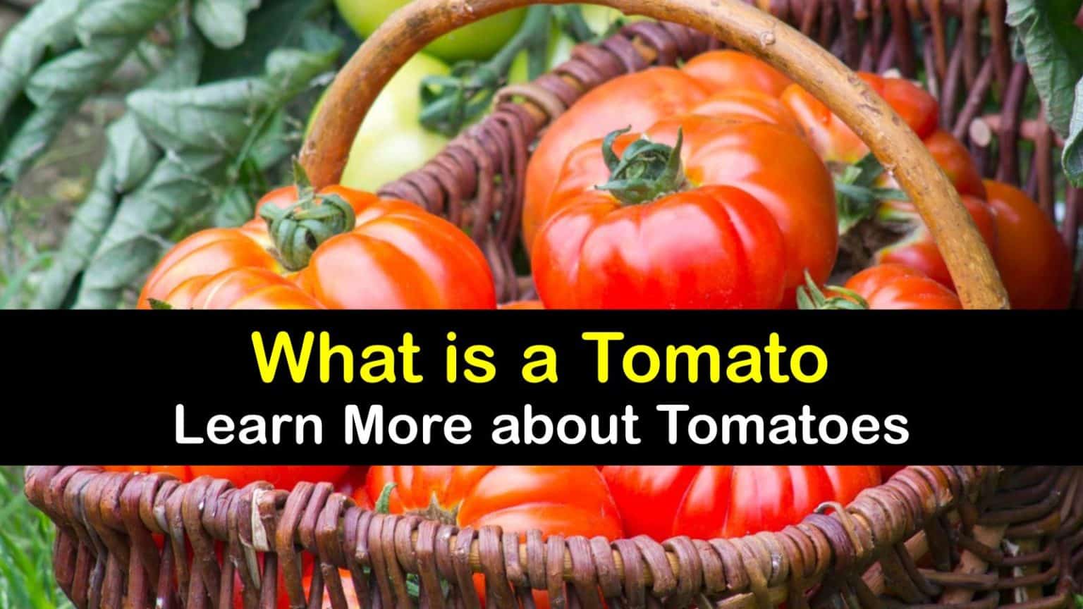 Is A Tomato Good For You What is a Tomato - Learn More about Tomatoes
