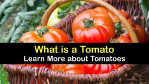 What are Tomatoes titleimg1