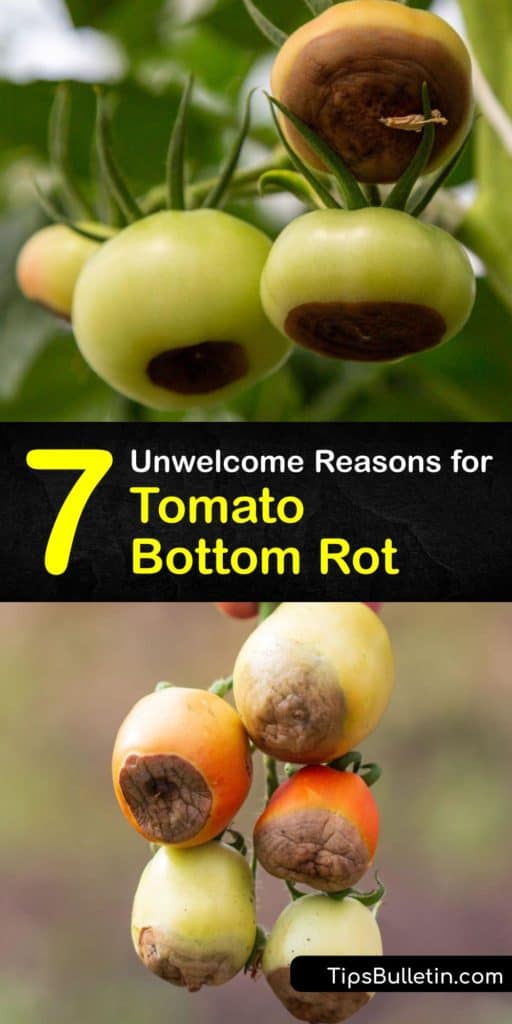 Discover the causes and cures for blossom end rot on tomato plants, which is due to a lack of calcium. Fluctuations in soil moisture or soil pH that’s too low cause calcium deficiency, and a brown, watery spot forms on the blossom end of the fruit. #tomato #bottom #rot #cause