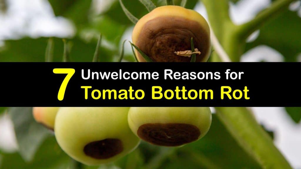 What Causes Bottom Rot on Tomatoes titleimg1