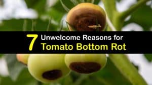 What Causes Bottom Rot on Tomatoes titleimg1