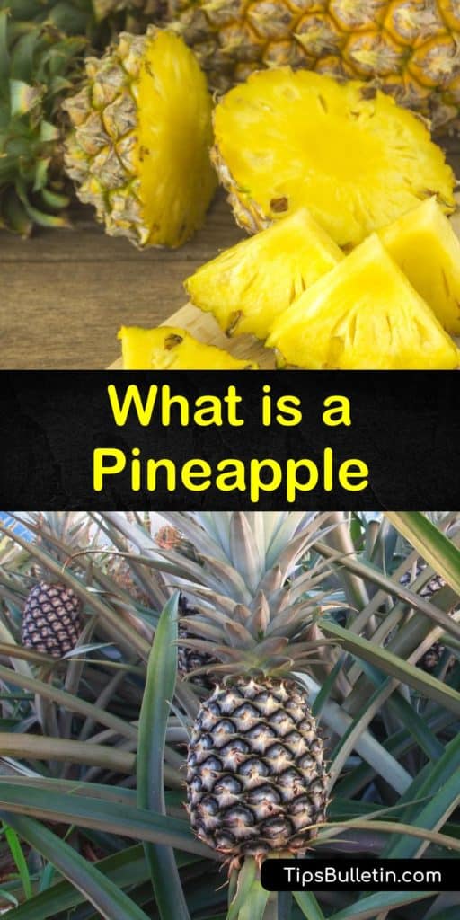 Don’t travel to South America, Costa Rica, or Brazil for fresh pineapple. Learn the history of tropical fruit, why it looks like a pine cone, and grow a pineapple plant inside. Turn your new knowledge into recipes featuring pineapple fruit that people will love. #pineapple #whatis