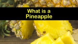 What is a Pineapple titleimg1