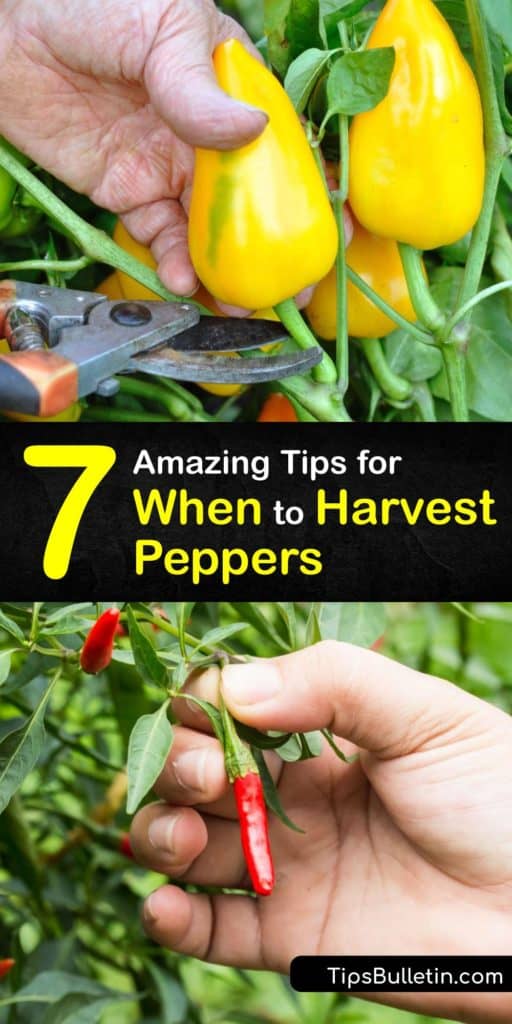 After transplanting pepper plants, you must know how to harvest peppers. A pepper seed packet indicates how long it takes to mature. Sweet peppers like bell peppers start as green peppers and change color. Cayenne peppers continue to ripen throughout the growing season. #when #harvest #peppers