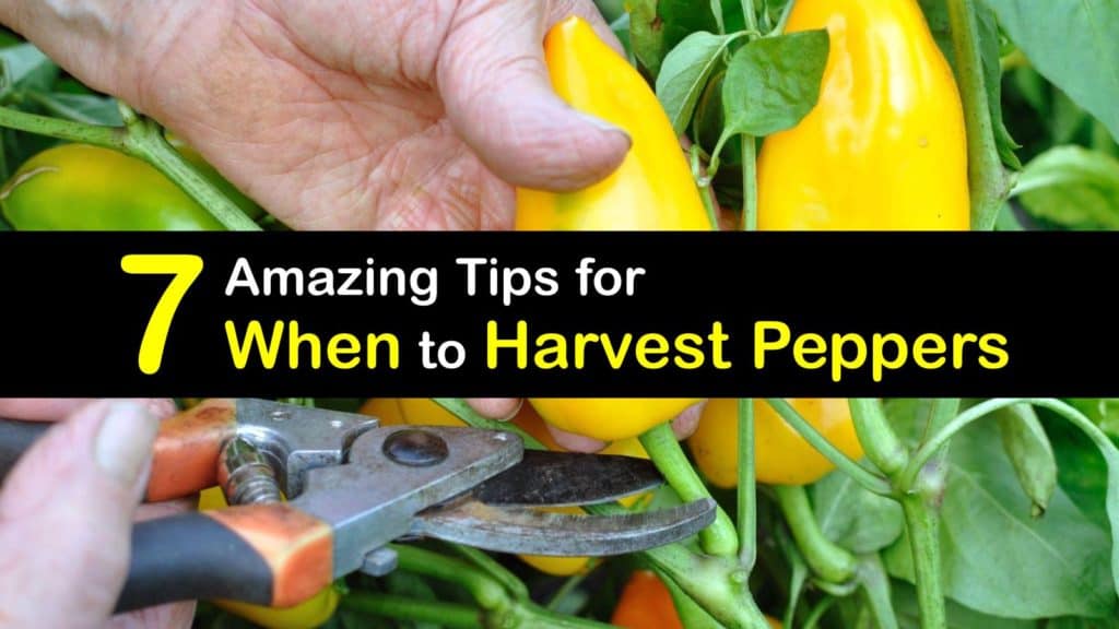 When to Harvest Peppers titleimg1