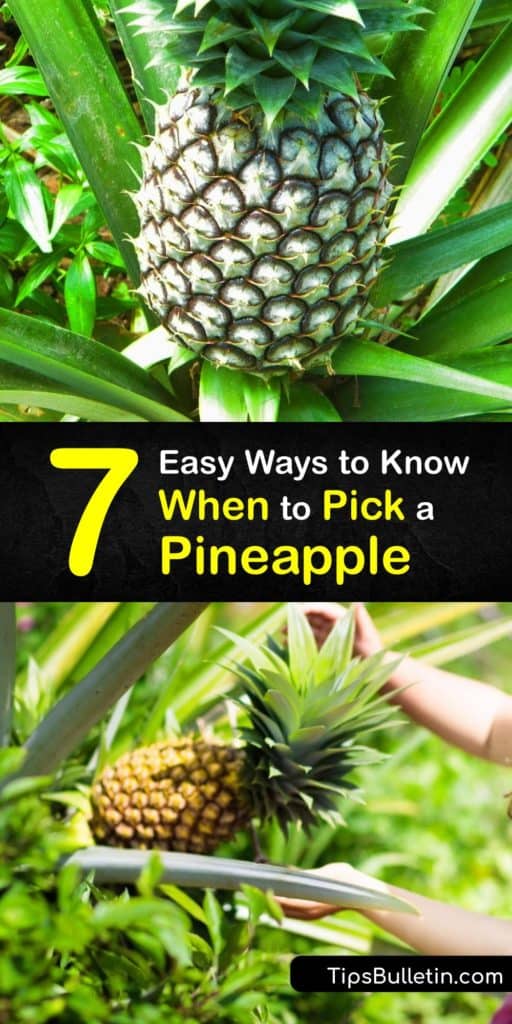 Discover how to grow your own pineapple plants at home and avoid the grocery store. You don’t have to live in Hawaii to grow pineapple fruit. A good indicator that the perfect pineapple is ready for picking is when the fruit begins to turn yellow. #when #pick #pineapple