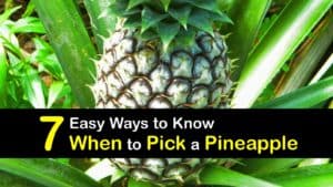 When to Pick a Pineapple titleimg1
