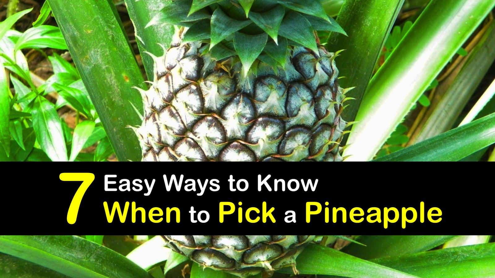 7 Easy Ways to Know When to Pick a Pineapple