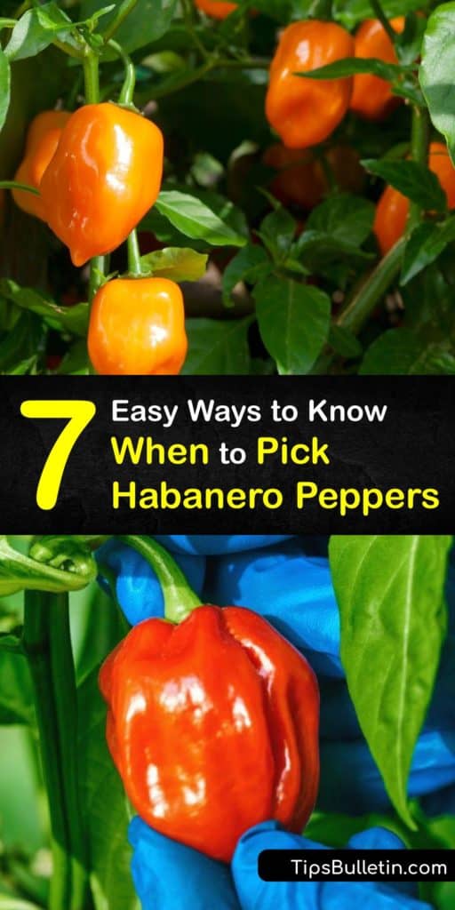 Work your way up the capsicum Scoville scale from bell peppers and chili peppers to the hotter pepper plants like the orange habanero and ghost pepper. Use this information on the habanero growing season, how to harvest these Caribbean plants, and turn them into hot sauce. #pick #habanero #peppers