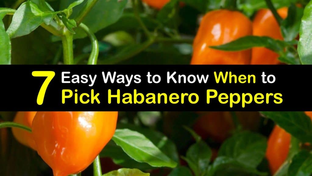 When to Pick Habanero Peppers titleimg1