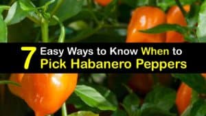 When to Pick Habanero Peppers titleimg1