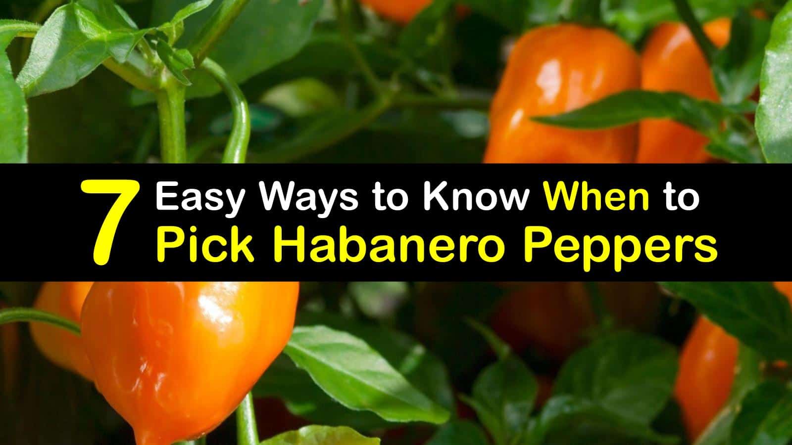 7 Easy Ways to Know When to Pick Habanero Peppers
