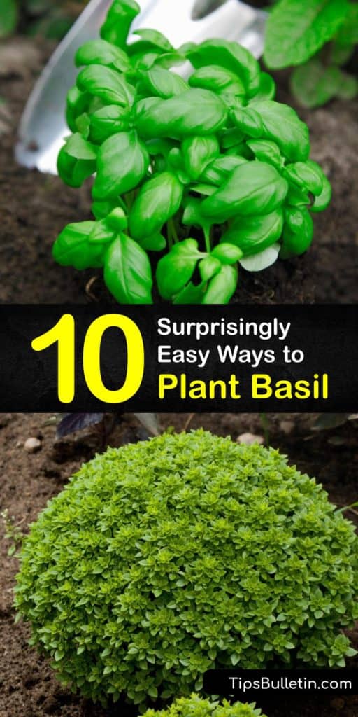 Plant fresh Genovese basil leaves in your garden this season. Fresh basil comes in varieties, like sweet basil, which tastes great on Italian dishes. Plant basil in an area with full sun and spread mulch. For long-term storage, freeze using olive oil and ice cube trays. #when #plant #basil