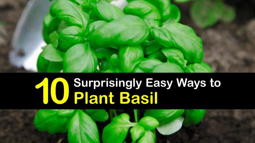 When to Plant Basil titleimg1