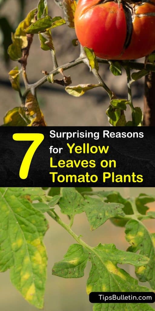 Learn remedies for yellow leaves on tomatoes. Plant disease and damage from pests like aphids cause yellowing leaves. Or, it may be a lack of calcium, nitrogen, or other nutrients. Add Epsom salts and fertilizer monthly to keep your plants thriving. #yellow #leaves #tomato #plants