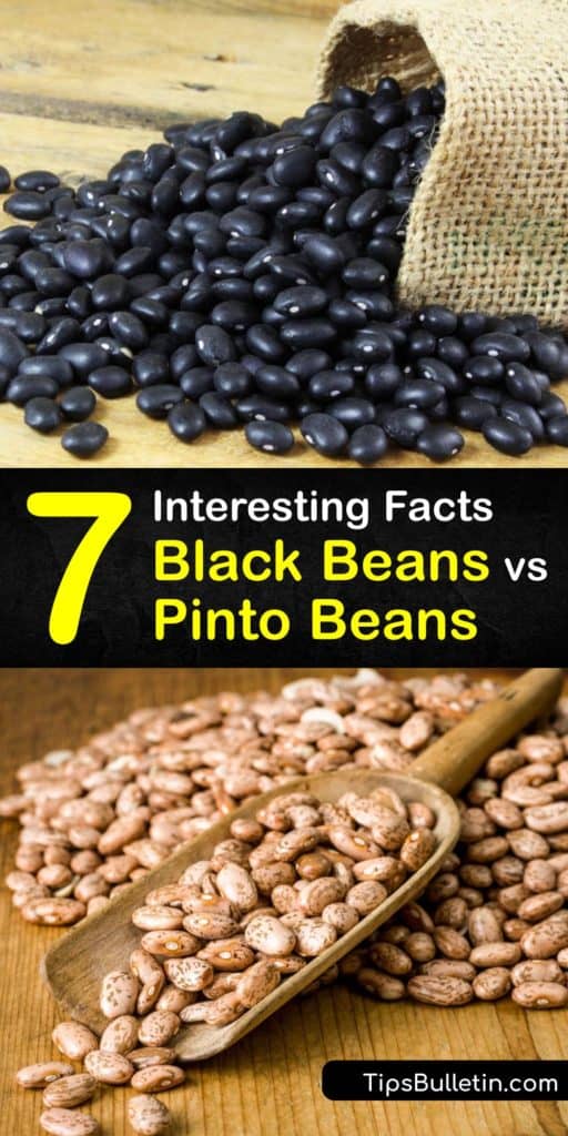 Discover the differences between black beans and pinto beans, their nutritional value, and which ones to use in your favorite Mexican recipes. These legumes are rich in magnesium and potassium, contain no cholesterol, and a great addition to your diet. #difference #black #beans #pinto #beans