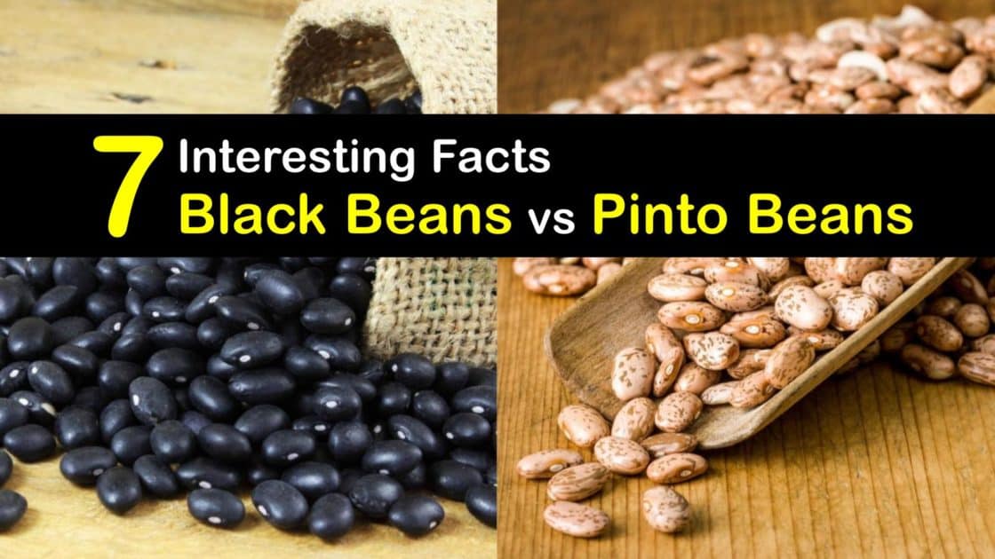 Differences Between Black Beans and Pinto Beans