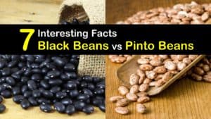 Black Beans vs Pinto Beans titleimg1