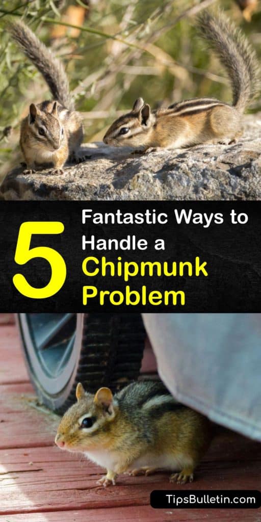 Learn how to get rid of chipmunks that are burrowing in your garden and yard. These critters feast on the birdseed and flower bulbs in your lawn. Place cayenne pepper at the entrance of chipmunk burrows to effectively repel the rodents. #howto #repel #chipmunks