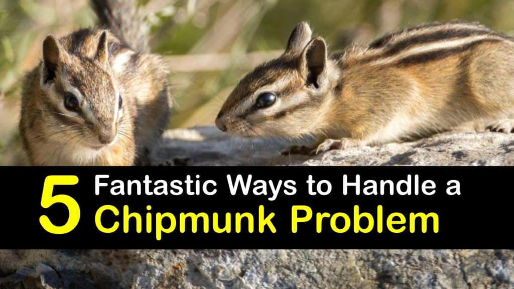 Chipmunk Problem titleimg1