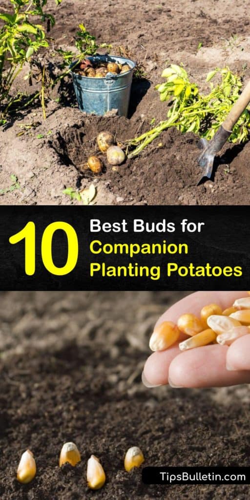 Learn about the basics of companion planting and gather information on how herbs, veggies, and flowers attract beneficial insects and repel the bad ones. Test out how bush beans, chamomile, turnips, horseradish, and nasturtiums all affect the growth of potatoes. #companion #planting #potatoes