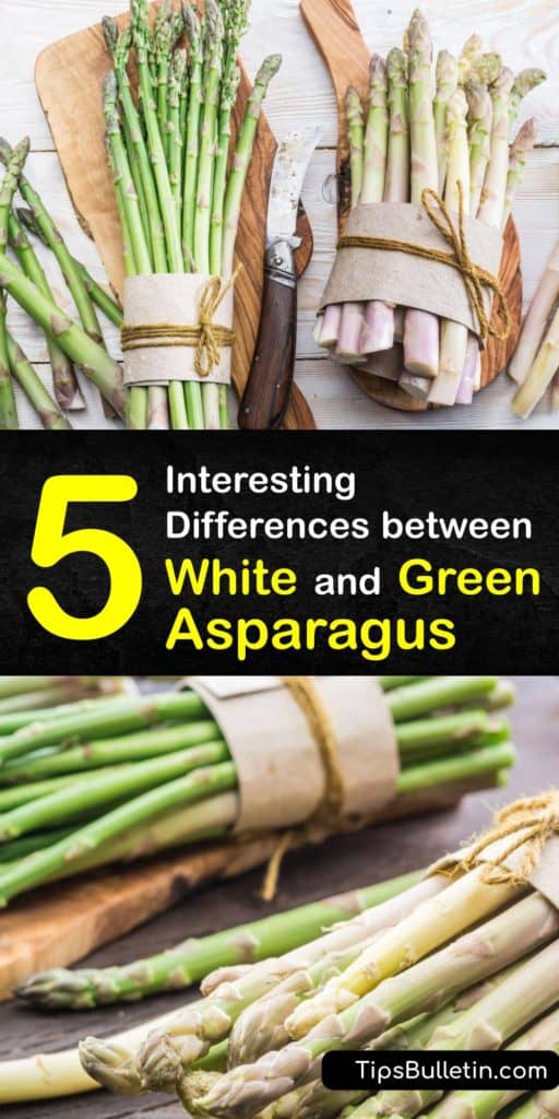 Read this article to find out how photosynthesis and antioxidants change the color of white and green asparagus spears. Find these asparagus season veggies at your grocery store and use the included recipe to turn white spears into a tasty hollandaise dipper. #difference #white #green #asparagus