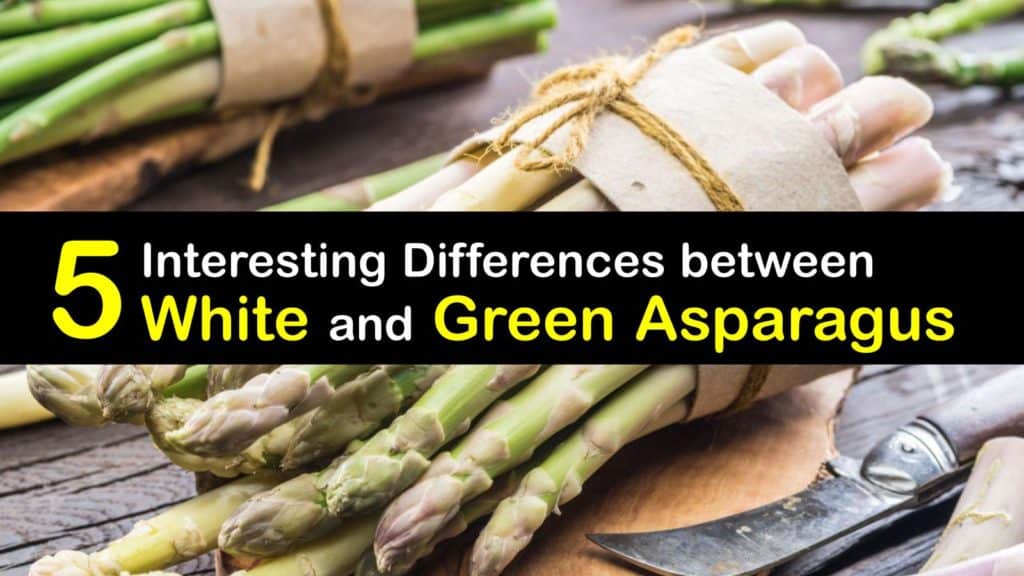 Difference between White and Green Asparagus titleimg1