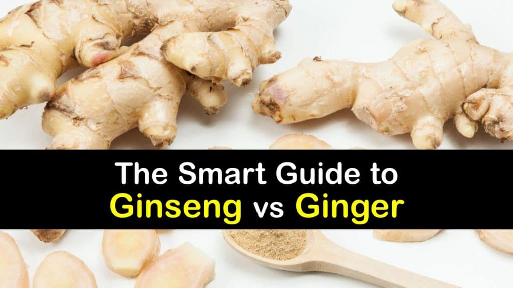 Ginseng vs Ginger titleimg1