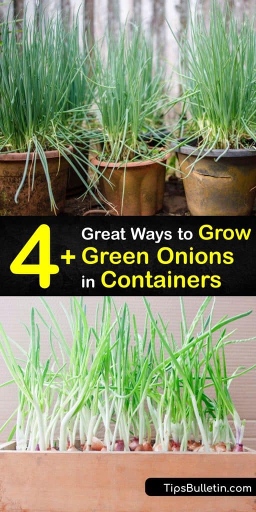 Discover how to grow onions on your kitchen windowsill. Green onions, or bunching onions, are in the Allium family. Plant onion seeds or onion sets in nutrient-rich potting soil and enjoy an endless supply of spring onions any time of the year. #growing #green #onions #container