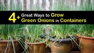 Growing Green Onions in Containers titleimg1