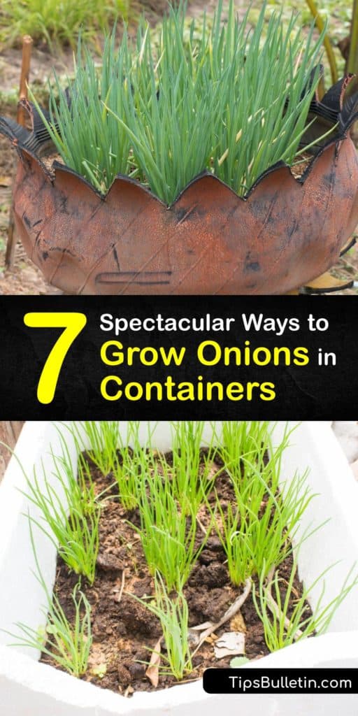 Discover how to grow onions in containers from onion seeds and sets, and the scraps of onion bulbs. There are many onion varieties and it’s easy to plant onions in the early spring or fall, depending on whether they are short or long-day onions. #howto #grow #onions #container